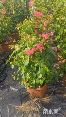 高度100厘米三角梅