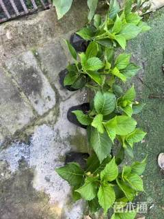 高度35厘米八仙花绣球