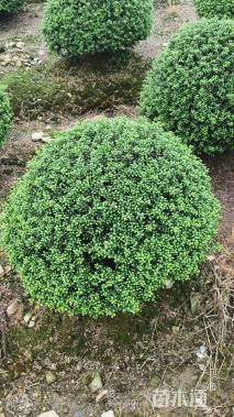 冠幅60厘米龟甲冬青球