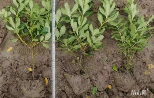 高度38厘米海桐