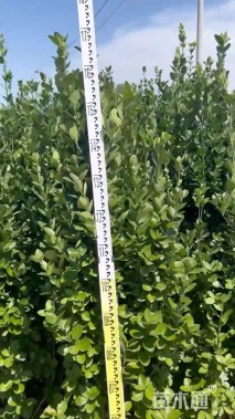 高度130厘米北海道黄杨柱