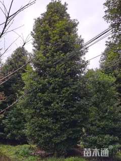 45公分金丝楠木