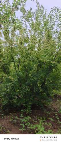 高度500厘米丛生茶条槭