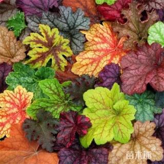 高度80厘米矾根