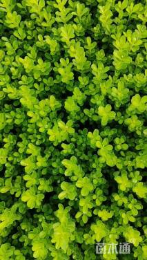 高度10厘米小叶黄杨