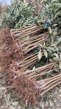 高度50厘米枇杷小苗