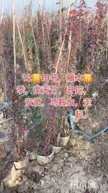 120厘米藤本月季