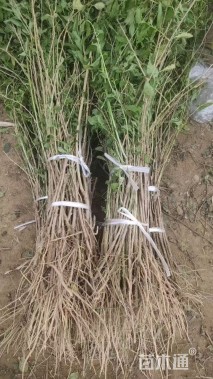 高度100厘米枸杞