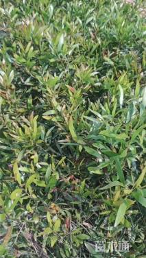 0.6公分台湾相思树