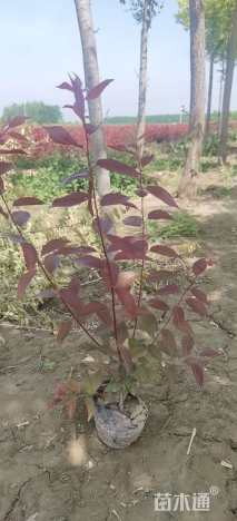 高度50厘米红叶李小苗