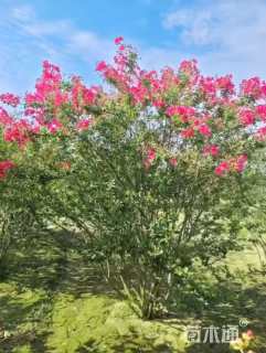 高度200厘米丛生紫薇