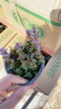 高度5厘米多花筋骨草