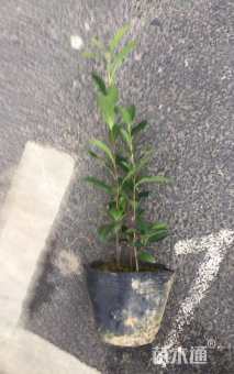 高度30厘米黄金茶