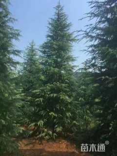 高度400厘米雪松