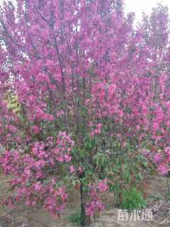 6公分白兰地海棠