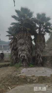 裸干高800厘米华盛顿棕榈