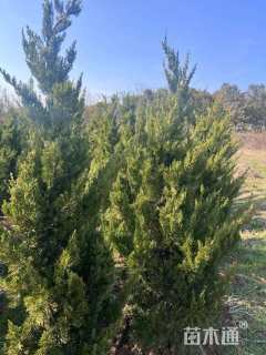 高度200厘米龙柏柱