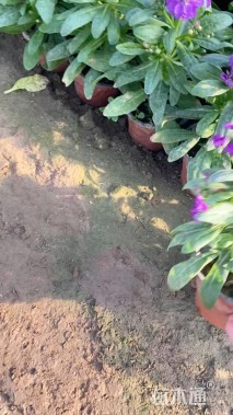 高度15厘米紫罗兰