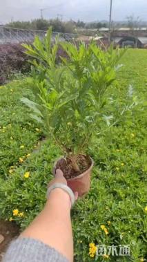 高度35厘米木春菊