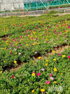 高度10厘米太阳花