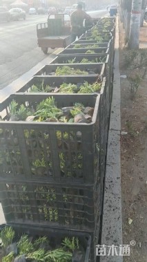 高度12厘米三七景天