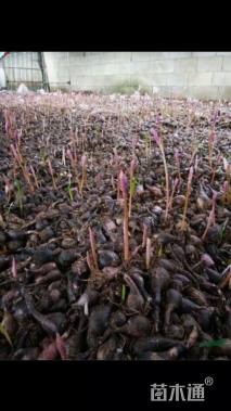 高度35厘米紫娇花