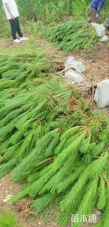 高度120厘米黑松小苗