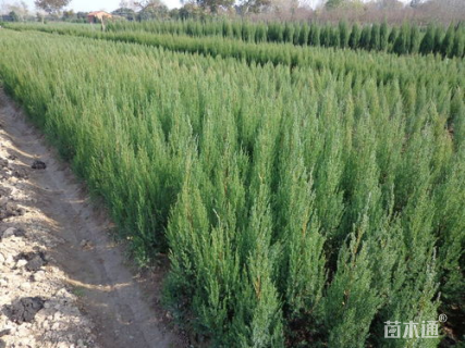 高度180厘米刺柏