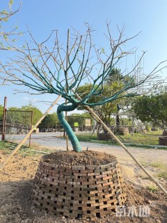 15公分红果冬青