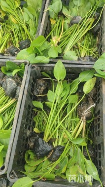 高度40厘米泽泻