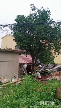 23公分丛生香泡