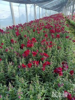 高度15厘米金鱼草