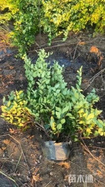 高度50厘米金森女贞