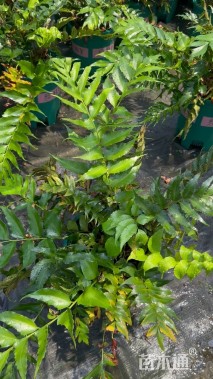 高度55厘米贯众