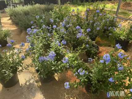 高度20厘米蓝雪花