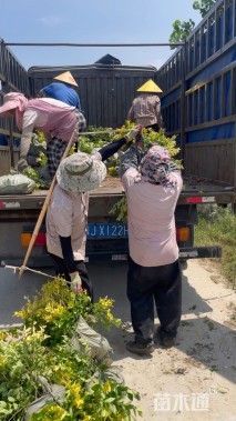 高度40厘米金森女贞