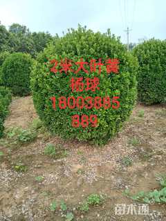 冠幅60厘米大叶黄杨球