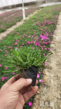 高度15厘米欧石竹