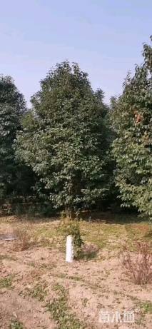 30公分(3杆)丛生女贞