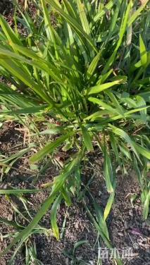 高度20厘米吉祥草