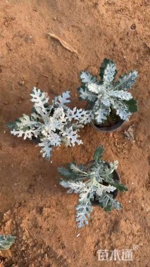 高度20厘米银叶菊