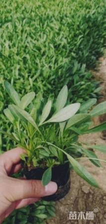 高度15厘米天人菊