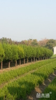 冠幅100厘米龙柏球