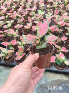 高度15厘米粗肋草