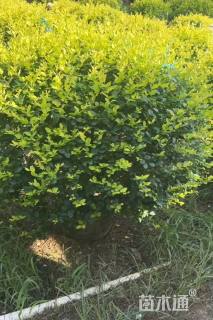 冠幅110厘米金叶女贞球