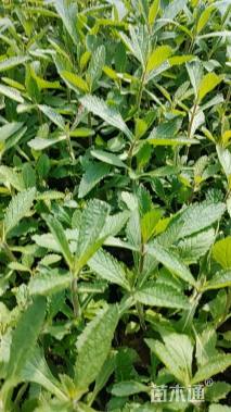 高度15厘米柳叶马鞭草