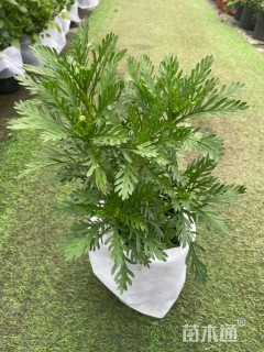 高度30厘米黄金菊
