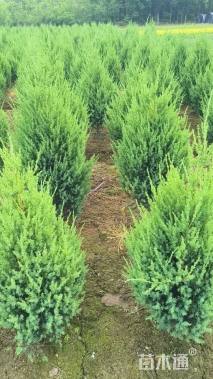 高度80厘米塔桧