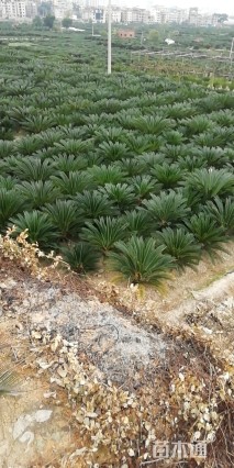 裸干高30厘米铁树