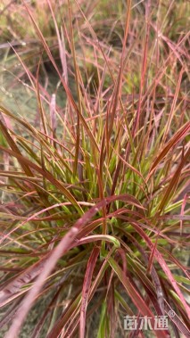 高度50厘米火焰狼尾草